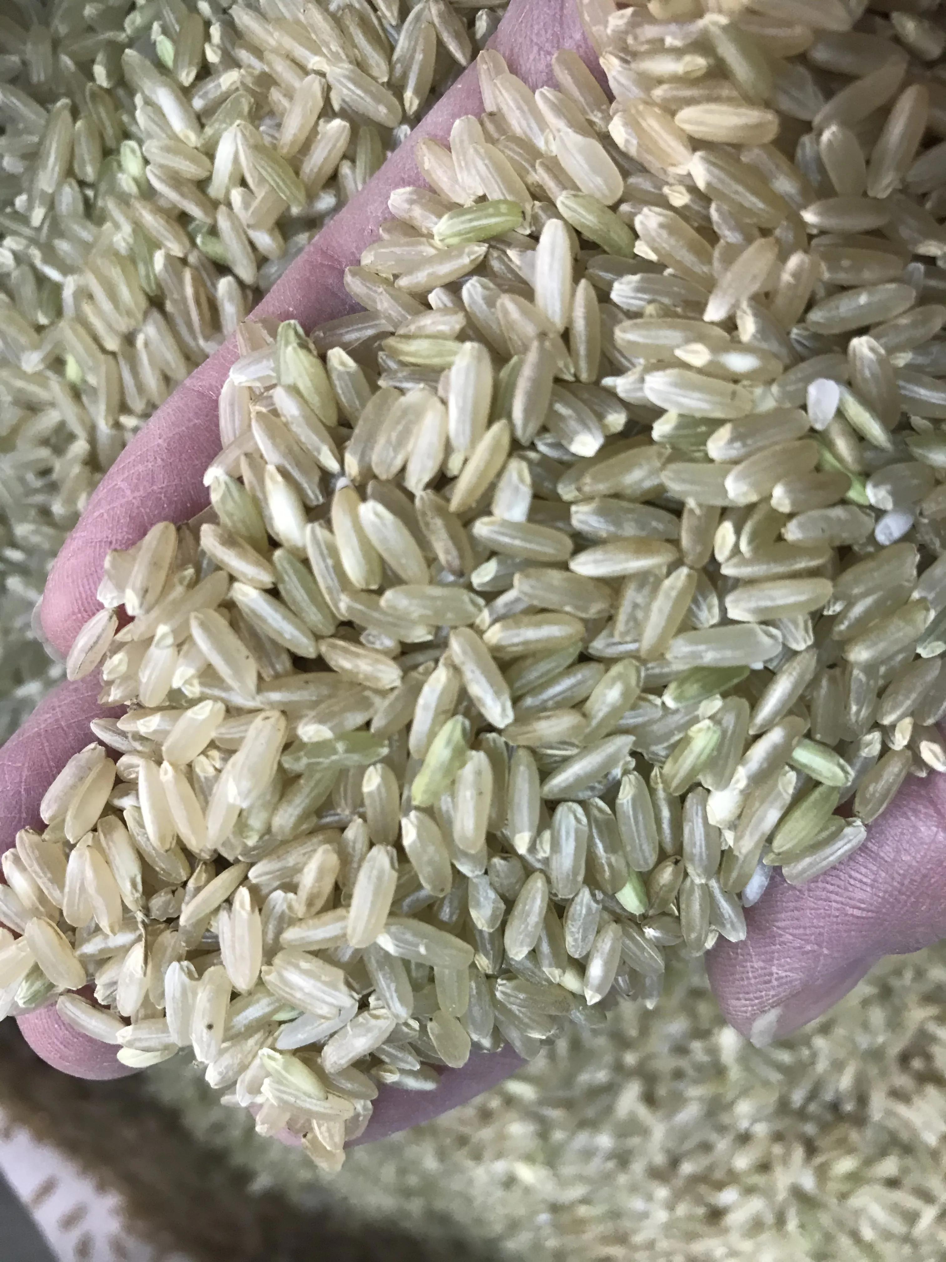 糙米是什么米？多吃糙米有什么好处？
