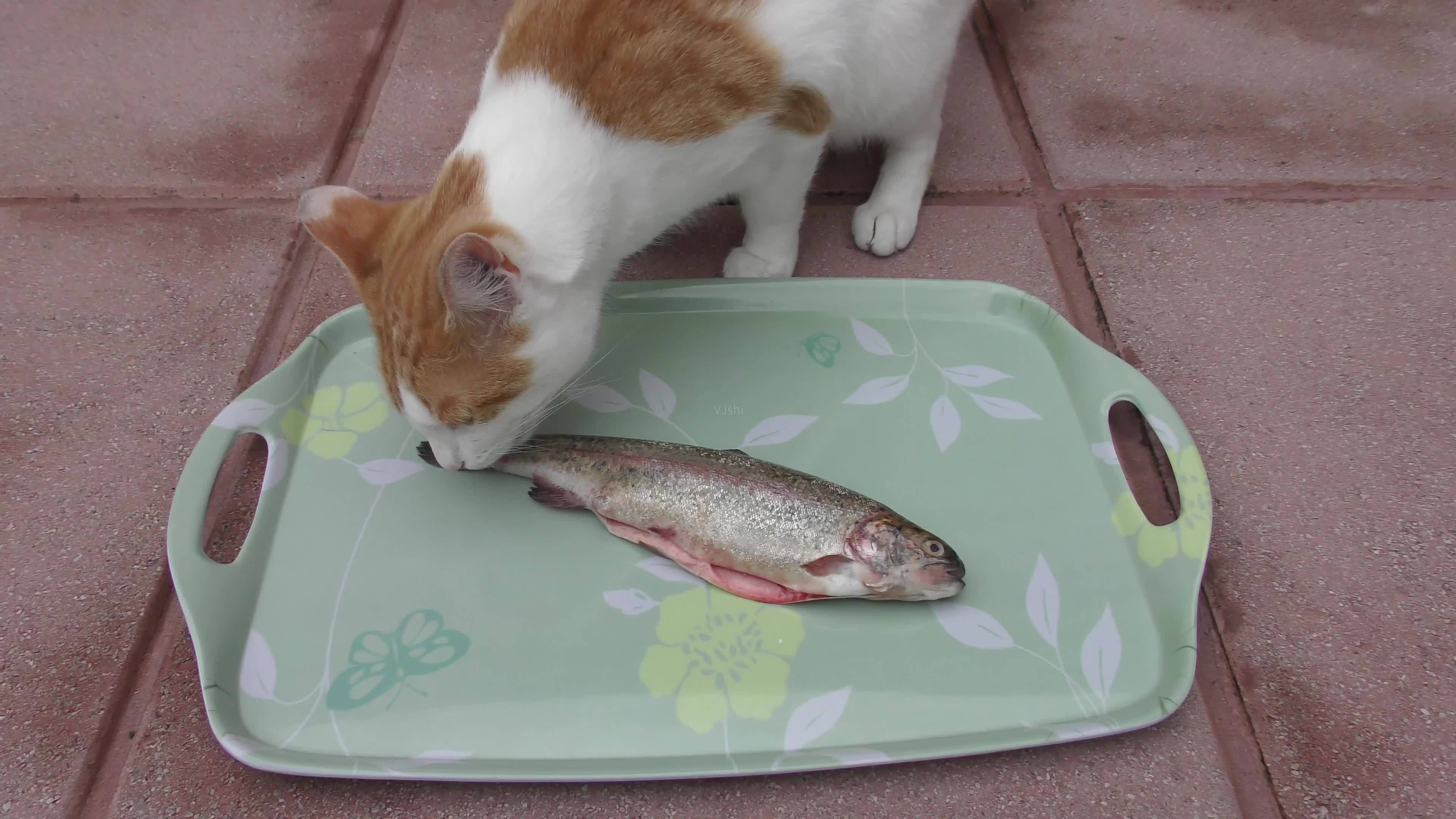 猫为什么喜欢吃鱼的原因