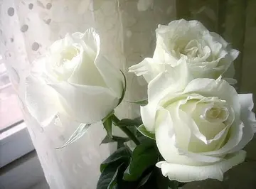 白玫瑰代表什么意思（白玫瑰的花语和寓意详解）