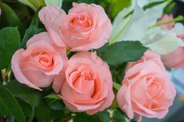 粉玫瑰花语是什么意思,粉玫瑰不能随便送人？