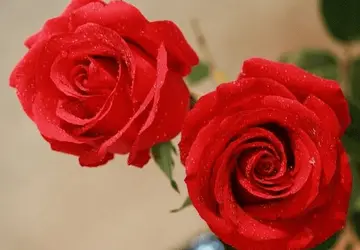玫瑰花朵数代表的含义是什么？