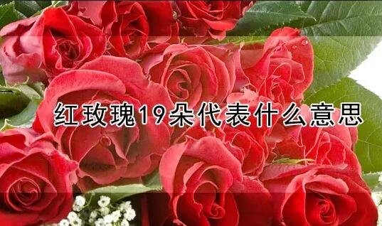 19朵玫瑰代表什么意思