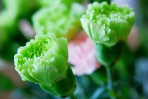 绿色康乃馨花语代表什么意思？